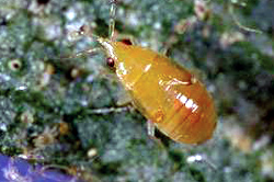 Hemiptera: Anthocoridae Minute pirate bug nymph