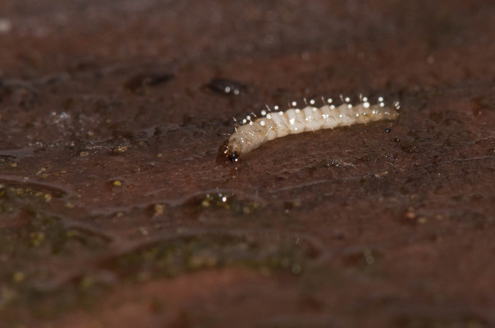 cream colored moth fly larva in dirt. 