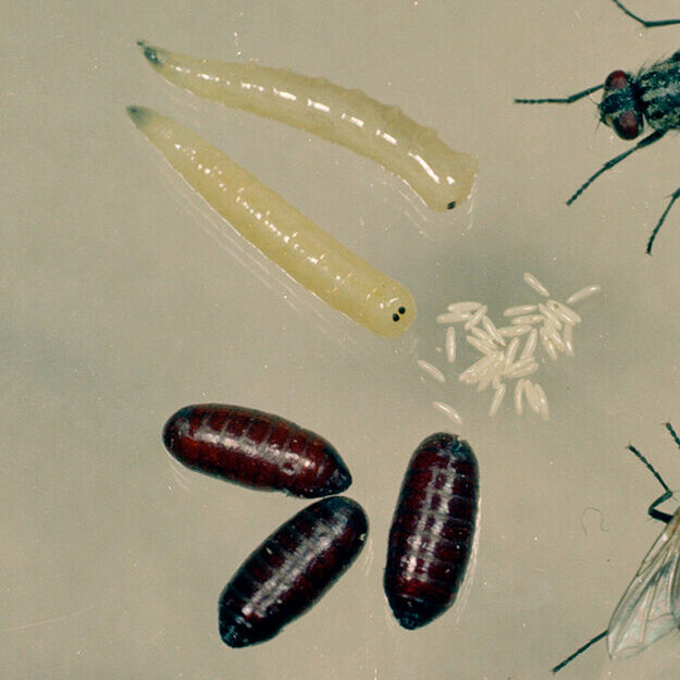 Macrofauna » Insects » Flies - SARE