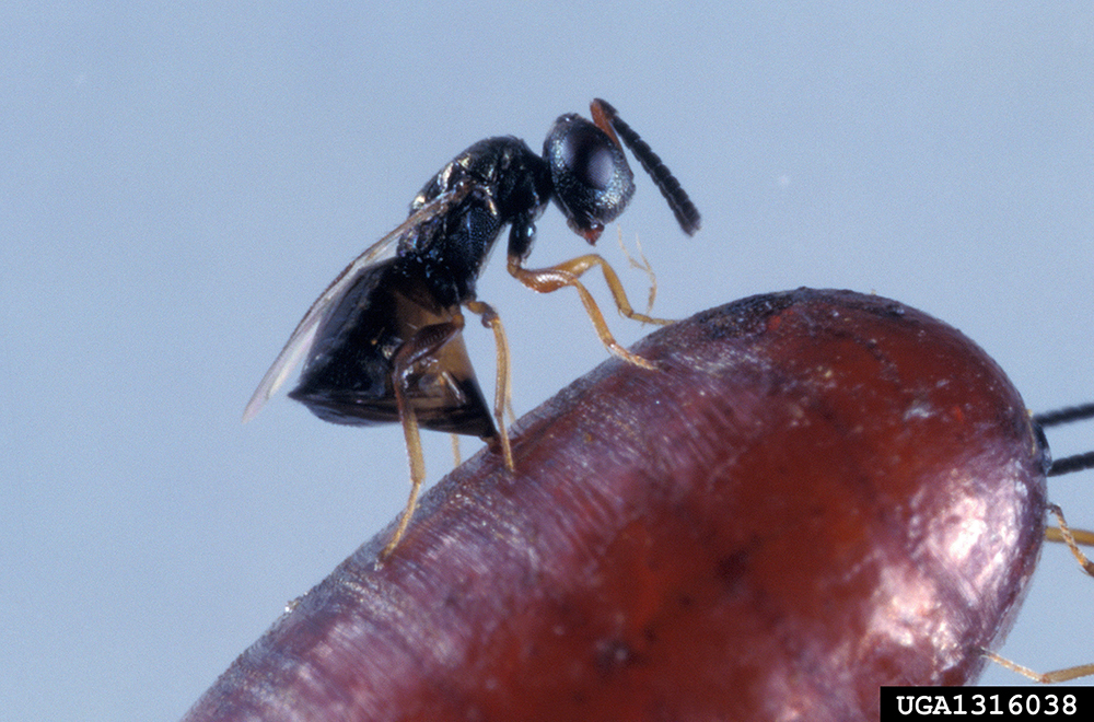 Tiny Muscidifurax raptor parasitizing house fly puparium. 