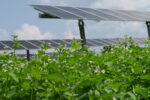 An agrivoltaic installation at Rutger's Snyder Research Farm