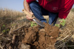 oil scientist also known as an agronomist, looks at soil to determine its health, Virginia.
