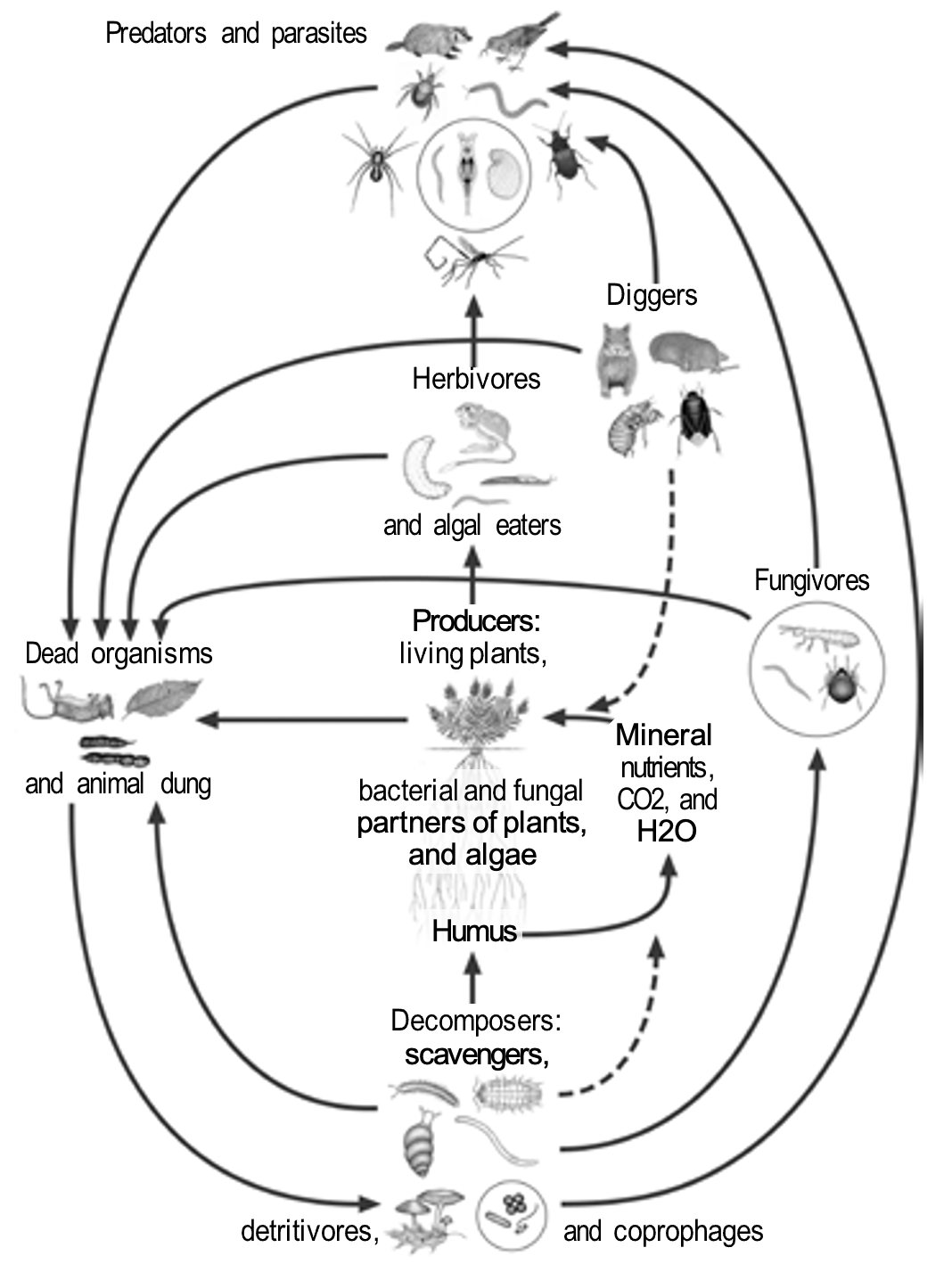 Soil life food web with arrows pointing to different organisms