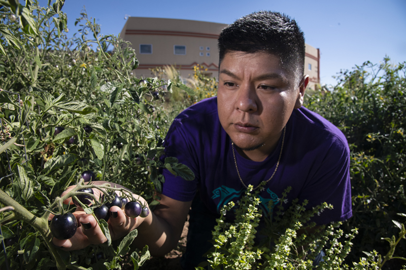 A young researcher takes a close look at black cherry tomatoes