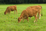 Cattle on Bahiagrass