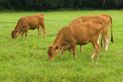 Cattle on Bahiagrass