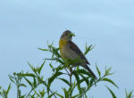 Dickcissel bird perched on stop of a thin branch looking to the right