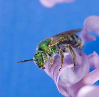 sweat bee, joseph berger, native pollinators, insect, bee