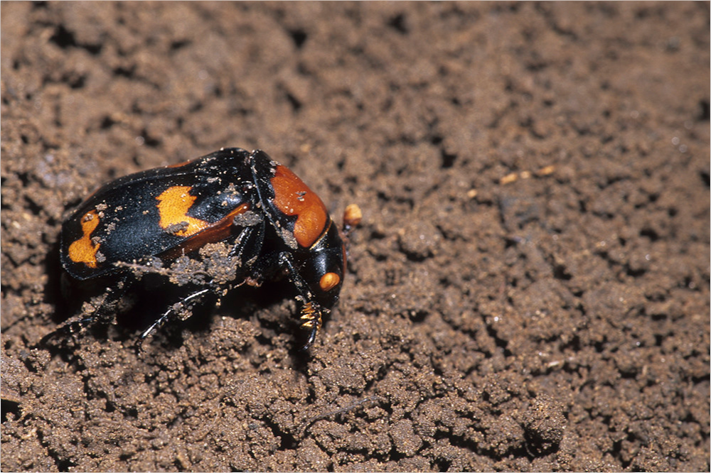 American burying beetle adult searching for a new burial site in dirt.