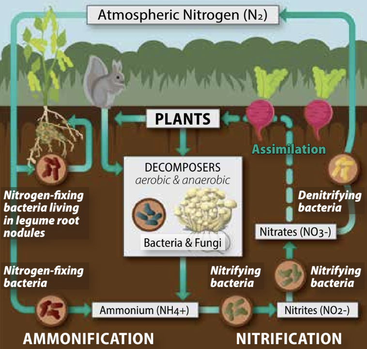 Arrows pointing to different stages of nitrogen cycling