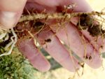 Nodules on hairy vetch