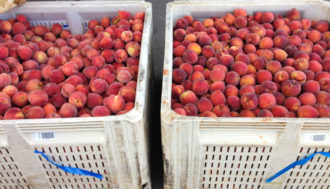 peaches in crates peaches in crates