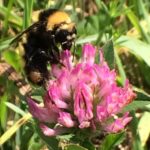 bee on clover