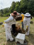 beekeepers working with hives, there are many bees