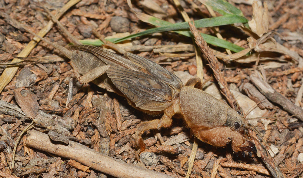 Gray bodied mole cricket sitting on grass litter. 