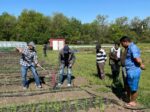 farmer hoeing field