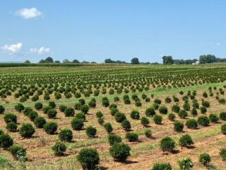 A field full of shrubs in a vast field