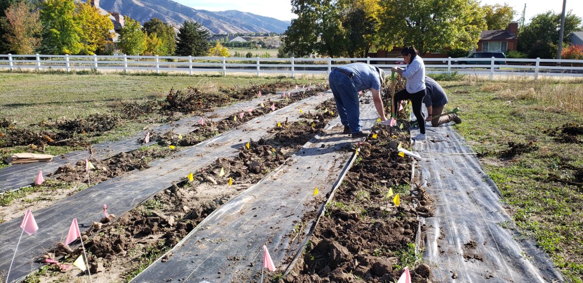 3 people using shovels on a farm between tarp coverings