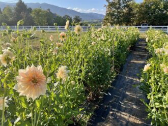 A pathway between tall pink flowers