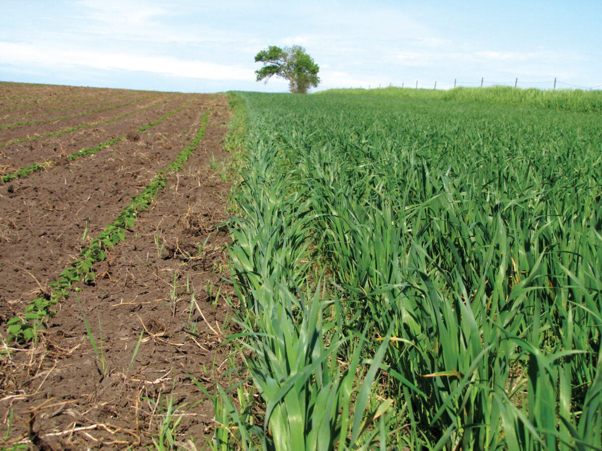 A field of corn next to a field of soybeans.