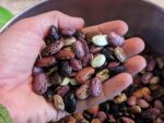 Seed crop of runner beans grown for Sow True Seed (Utopian Seed Project Photo)