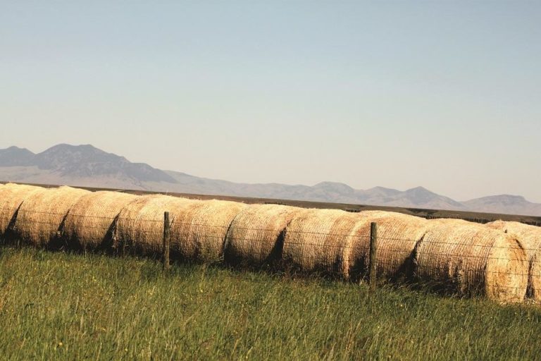 A row of hay bales A row of hay bales