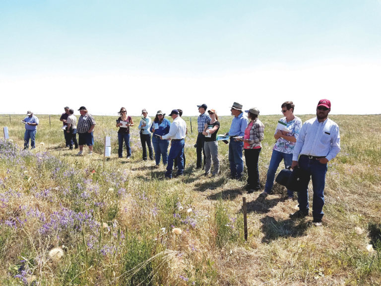 2017 field day about grazing cattle and seeding perennials to restore degraded rangelands 2017 field day about grazing cattle and seeding perennials to restore degraded rangelands
