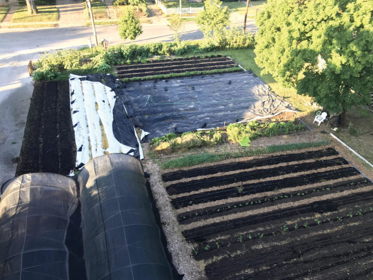 Beds covered with plastic between crops to accelerate the decomposition of plant residue Beds covered with plastic between crops to accelerate the decomposition of plant residue