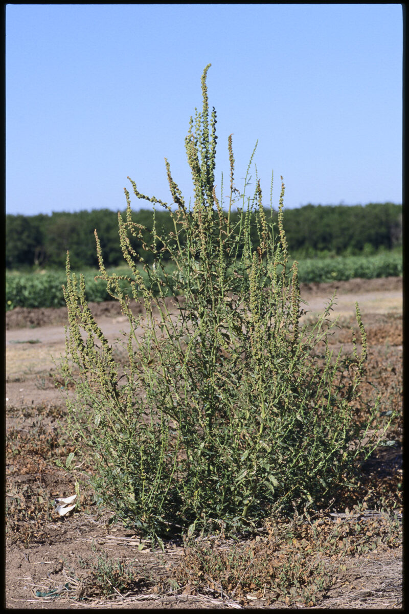 Palmer amaranth plant