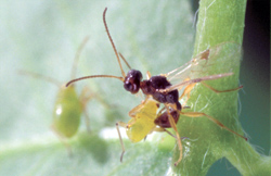 Braconid wasp with a brown body