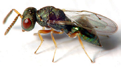 Chalcid wasp with red eyes and yellow legs