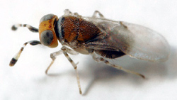 Encyrtid wasp with white and black antennas