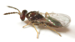 Eulophid wasp with a brown body and wings