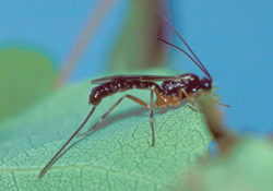A parasitoid bug on a green leaf