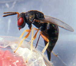 A close up of an insect with red eyes.