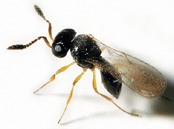 Scelionid wasp with black antennas and body and yellow legs