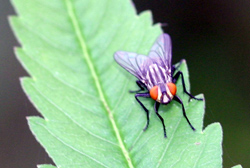 Tachinid fly with red eyes and yellow and black body with green leaf