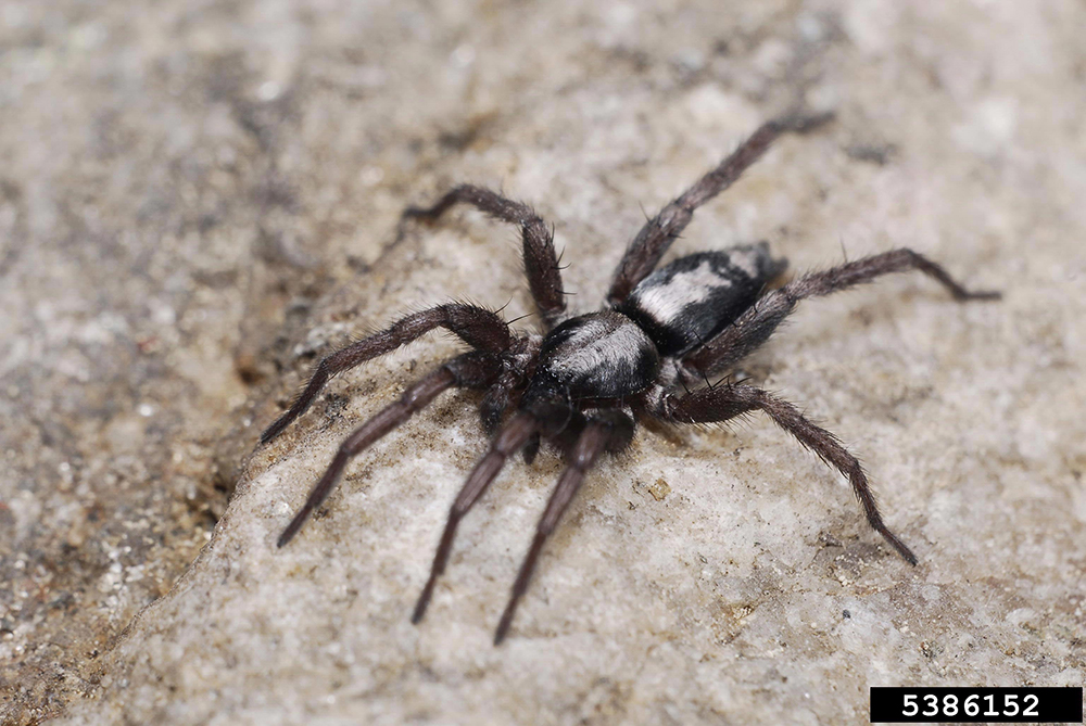 Black ground spider. 