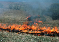 farmer practicing patch burning in a pasture