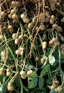 Nitrogen-fixing symbiotic bacteria flourish in healthy soil.