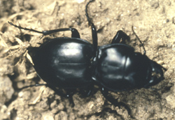 Coleoptera: Carabidae Pendunculate ground beetle   (Pasimachus depressus)