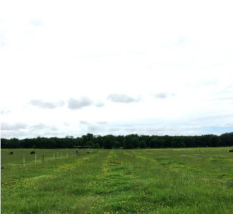 rhizoma peanut field