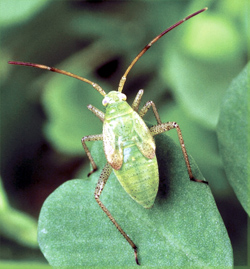 Alfalfa plant bug with a green body, brown legs, sitting on a green leaf