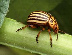 Colorado potato beetle with a black and yellow striped body and a black spotted head