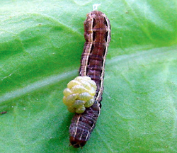 armyworm with brown body