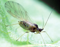 Green peach aphid with brown body, wings, and long, thin legs standing on a green leaf