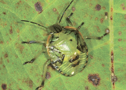 Green stink bug nymph with green body, brown legs, sitting on a green leaf