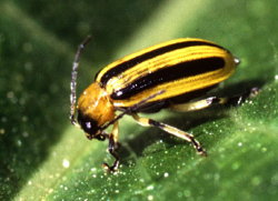 cucumber beetle with yellow and black stripes