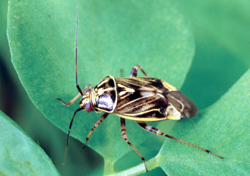 Tarnished plant bug with a brown body sitting on a green leaf