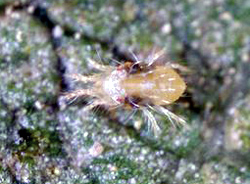 Two spotted spider mite with light brown body
